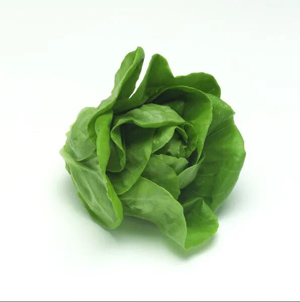 lettuce seed-ra le cos - product details - globaltradeweek.com