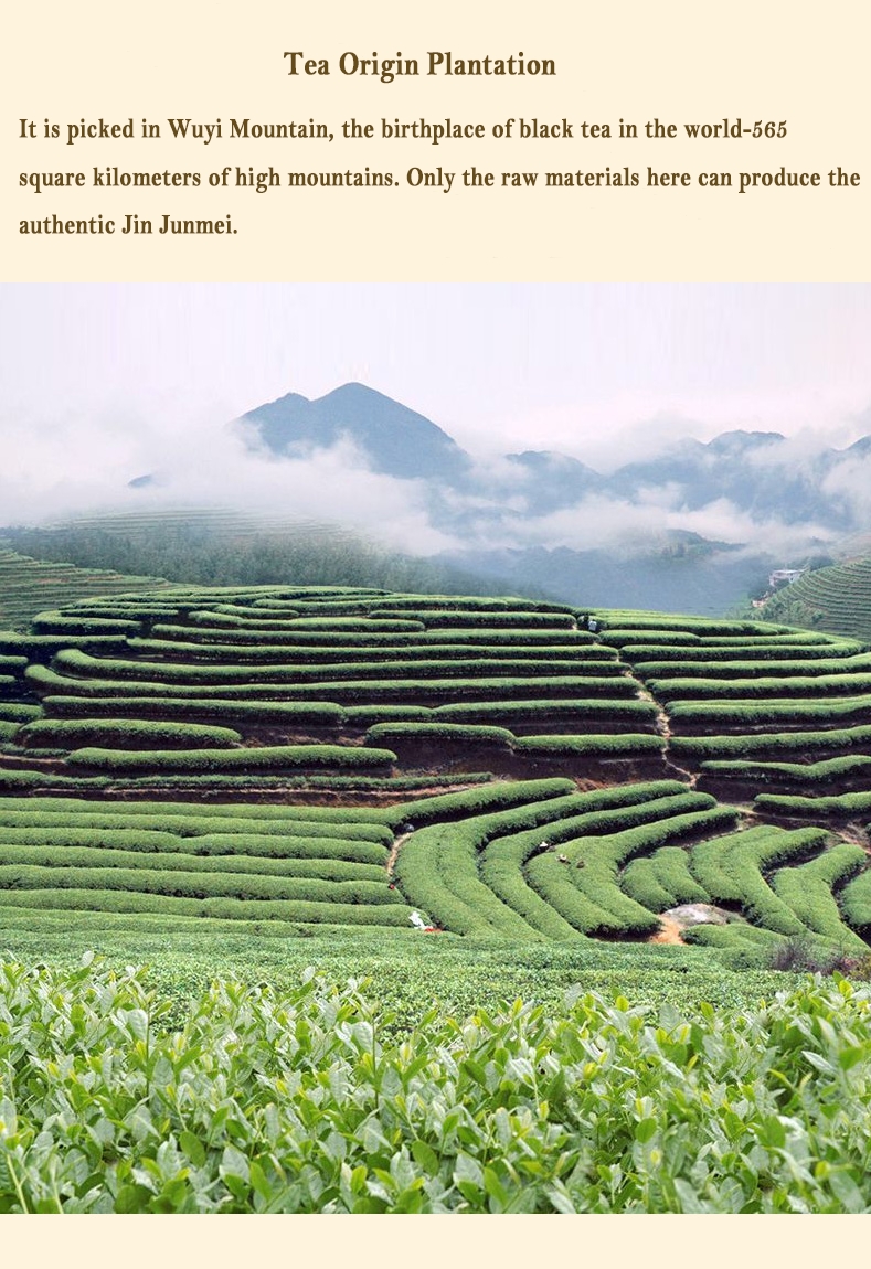 2-Tea Platation.jpg 2-Tea Platation.jpg