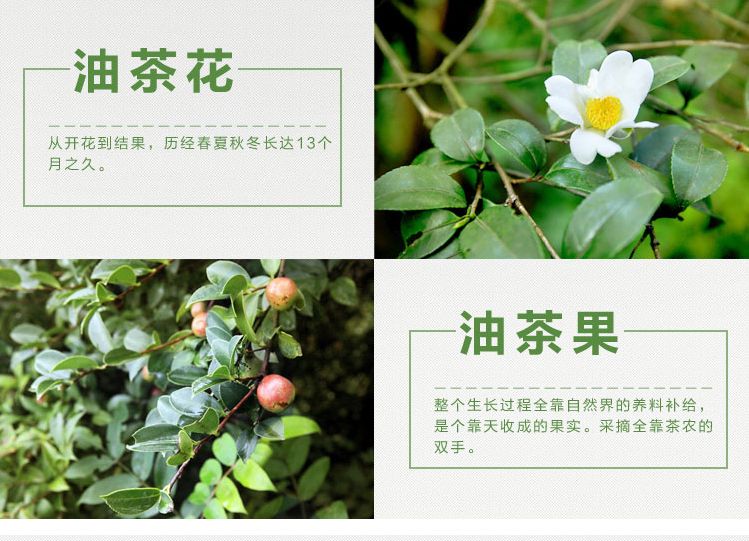 山茶油祥情_05.jpg