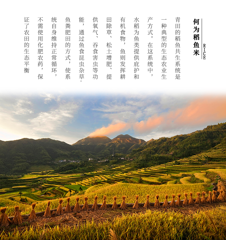 白米_02.jpg 白米_02.jpg