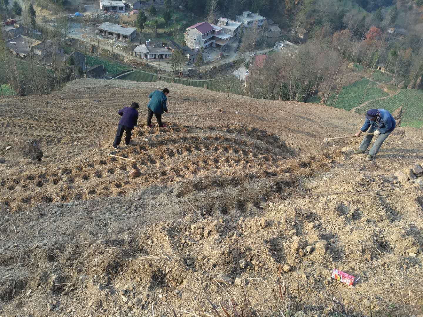播种1.jpg 播种1.jpg