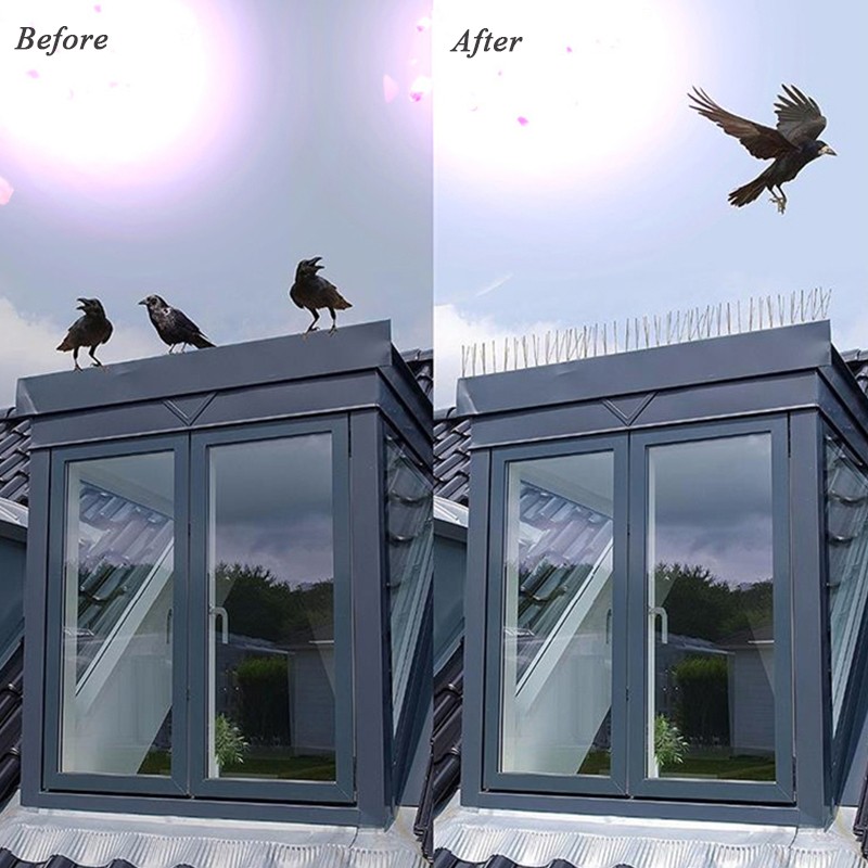 anti bird spikes for bird deterrent.jpg anti bird spikes for bird deterrent.jpg