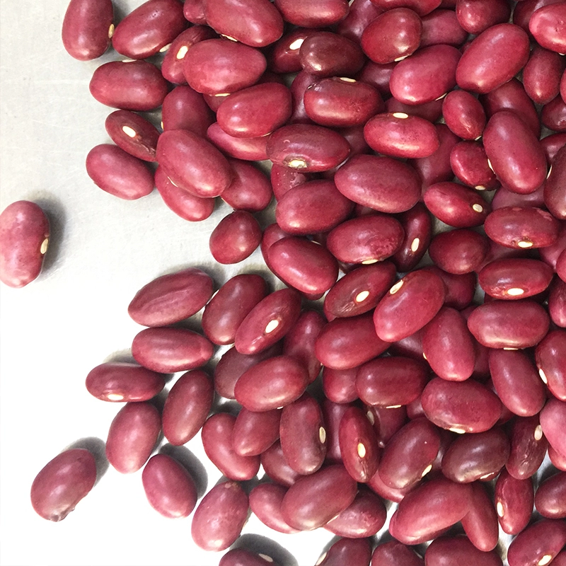 High quality Japanese Red Kidney Bean price JIN SHI DOU