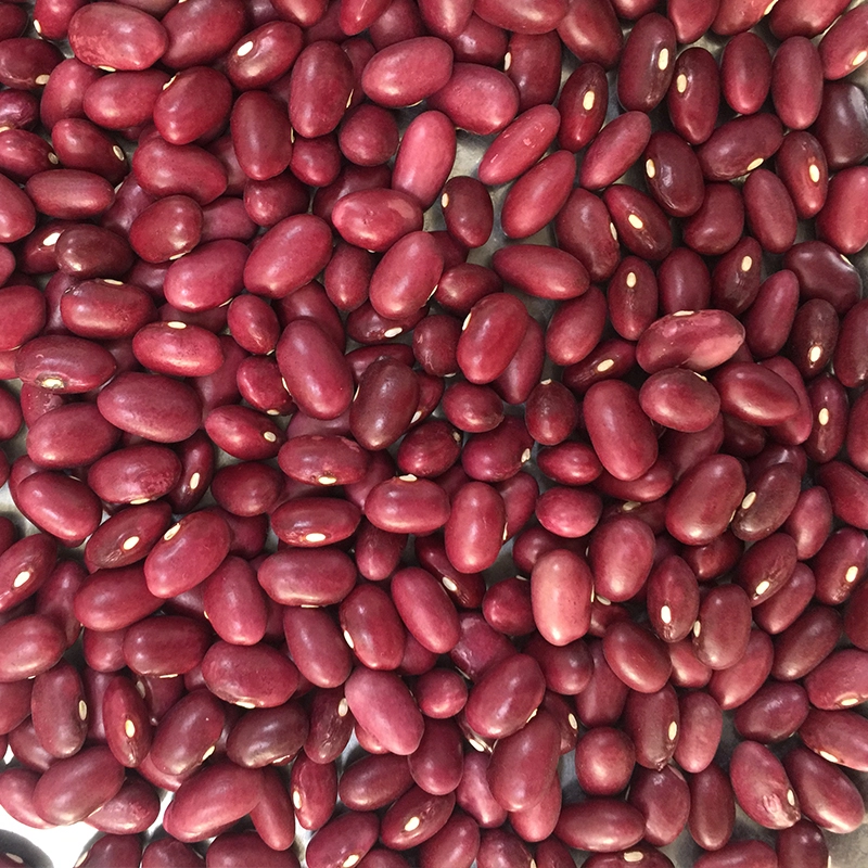 High quality Japanese Red Kidney Bean price JIN SHI DOU