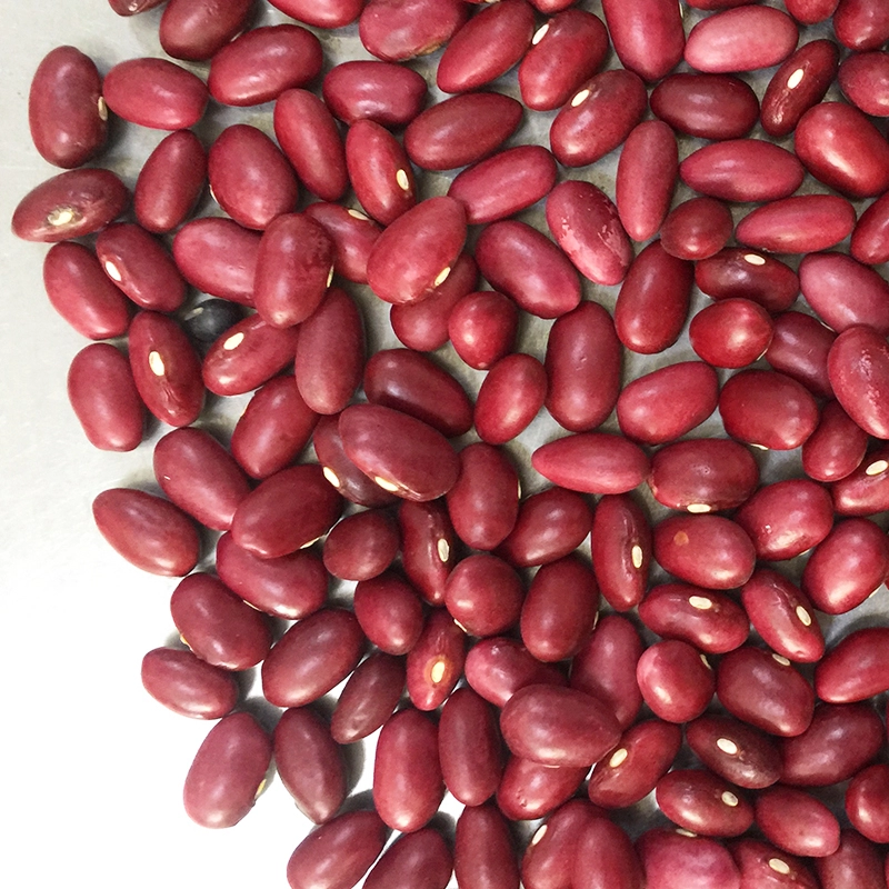 High quality Japanese Red Kidney Bean price JIN SHI DOU