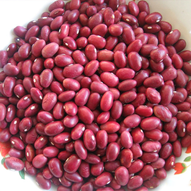 High quality Japanese Red Kidney Bean price JIN SHI DOU