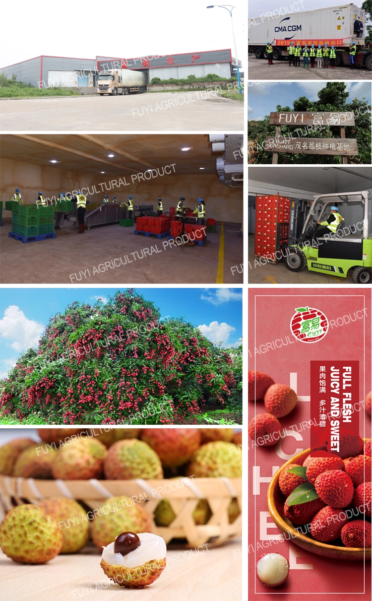 Chinese hot sell fresh lychee/litchi/lichee