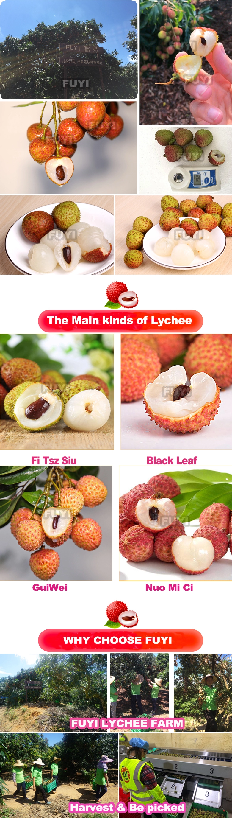 Chinese hot sell fresh lychee/litchi/lichee