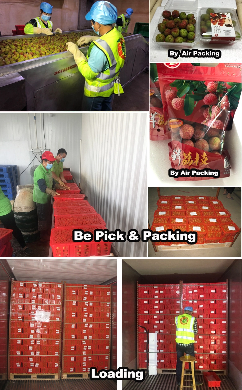 Chinese hot sell fresh lychee/litchi/lichee