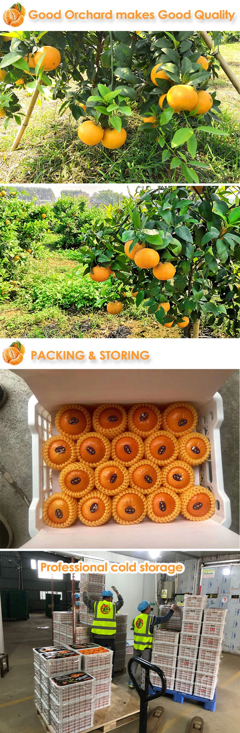 Fresh Mandarin Orange/Tangerine
