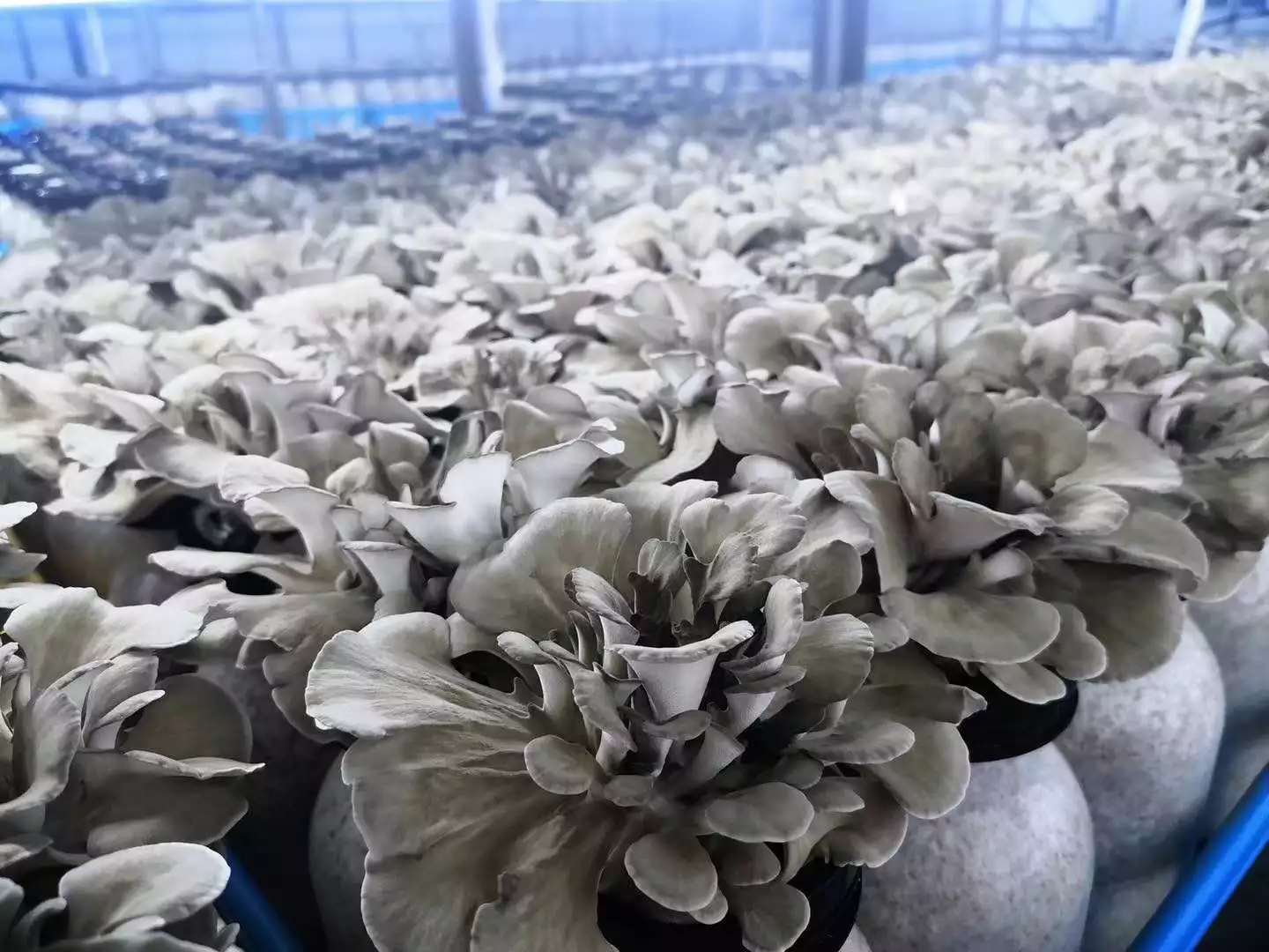 China Hottest Sale Ash Tree Flower Mushrooms with high nutrition