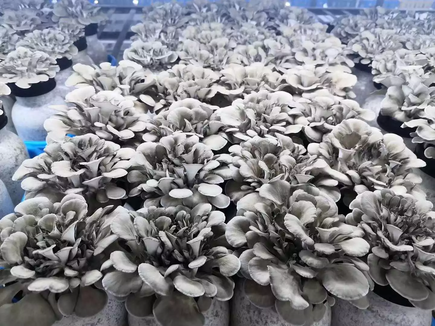 China Hottest Sale Ash Tree Flower Mushrooms with high nutrition