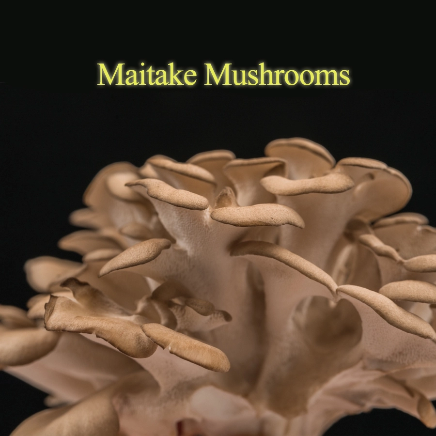 China Hottest Sale Ash Tree Flower Mushrooms with high nutrition