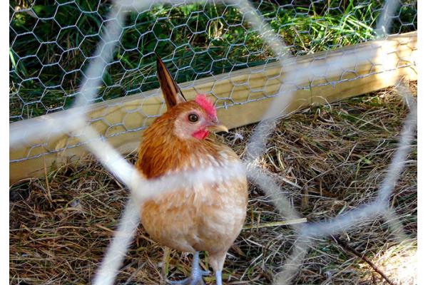 Chicken Wire 006.jpg Chicken Wire 006.jpg