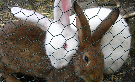 Poultry Netting 001.jpg Poultry Netting 001.jpg