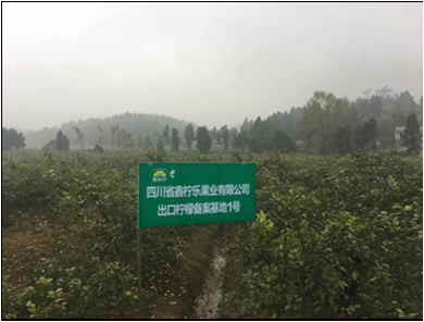 果园.png