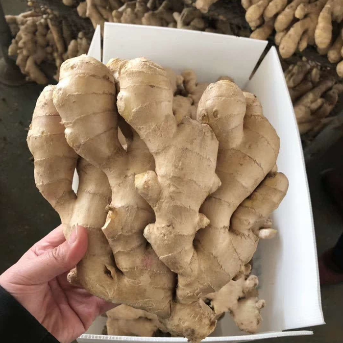 air dried fresh ginger 700.jpg air dried fresh ginger 700.jpg