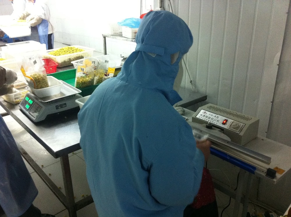 high quality frozen ginkgo on a stick haccp certified