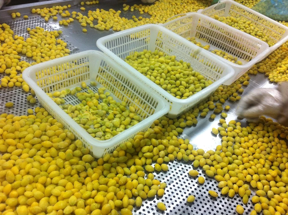 high quality frozen ginkgo on a stick haccp certified