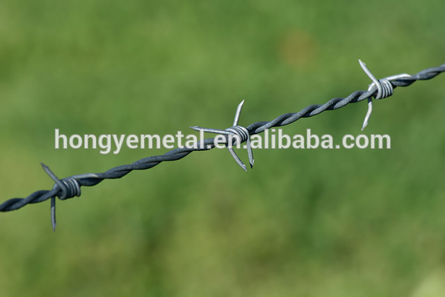 Barbed wire 1.jpg