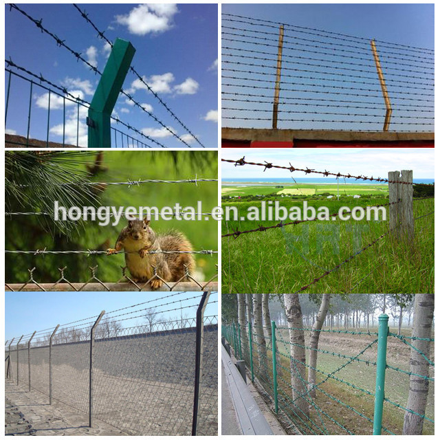 Barbed wire.jpg