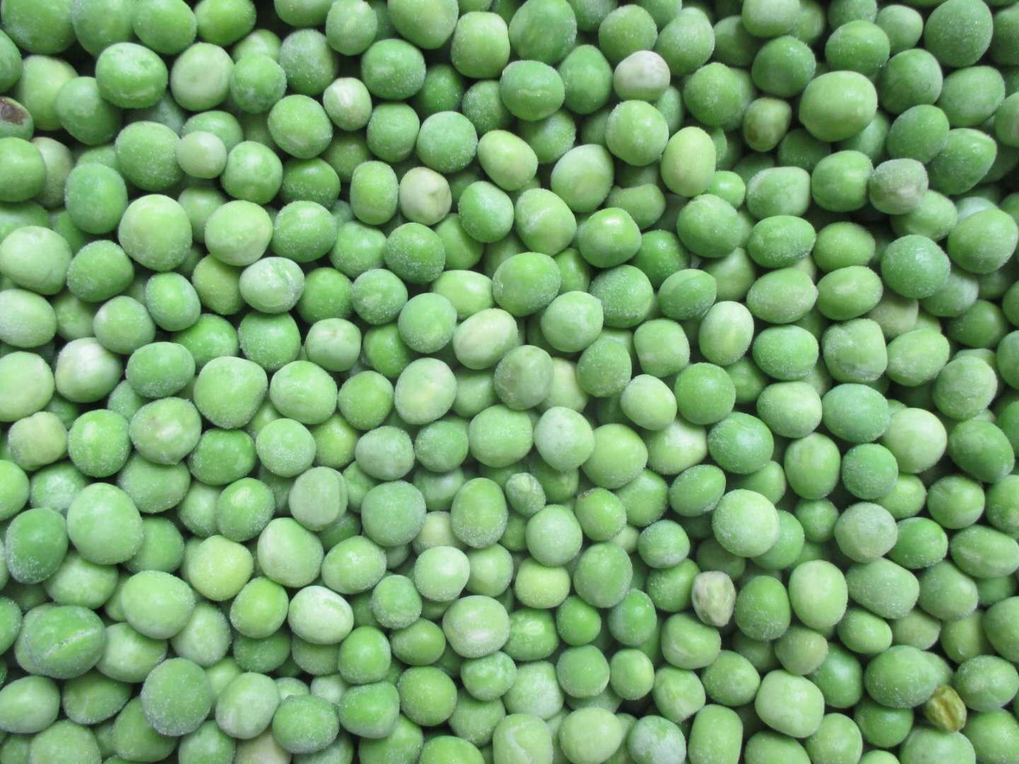 IQF green peas-WYLFOODS 3.jpg IQF green peas-WYLFOODS 3.jpg