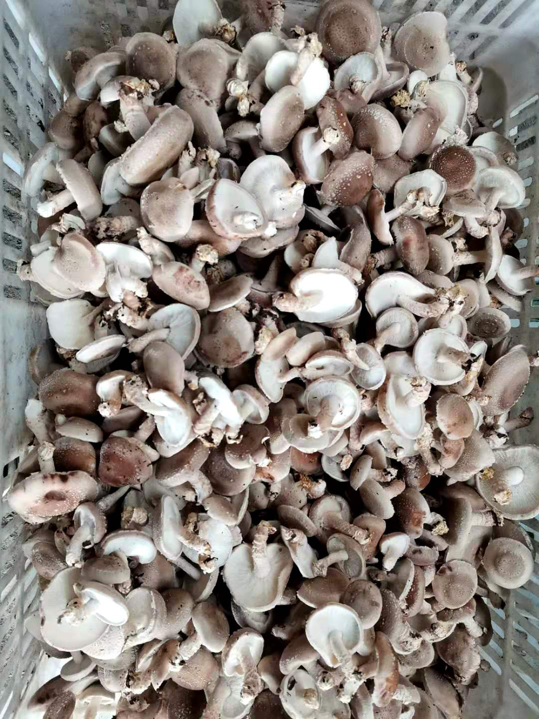 微信图片_202011131830299.jpg