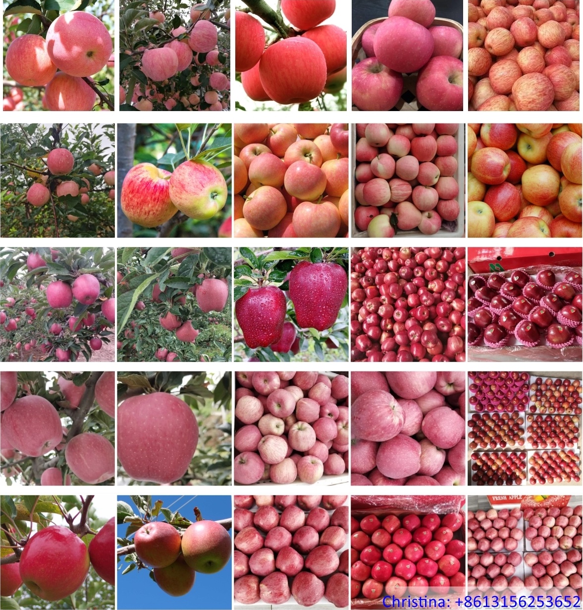 Apples. Apples.