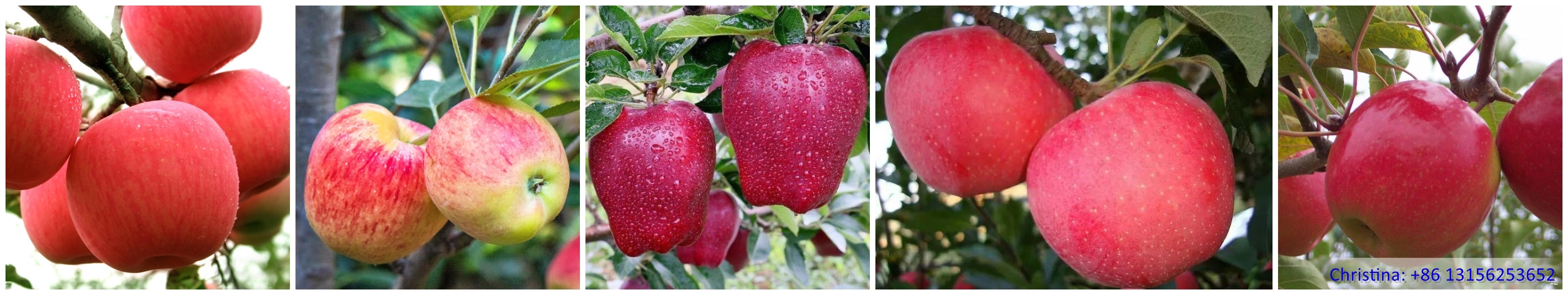 apple types. apple types.