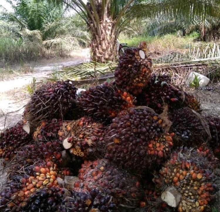 Gold Supplier Palm Harvester Oil Extraction Machinery/Vegetable Oil Machinery Prices